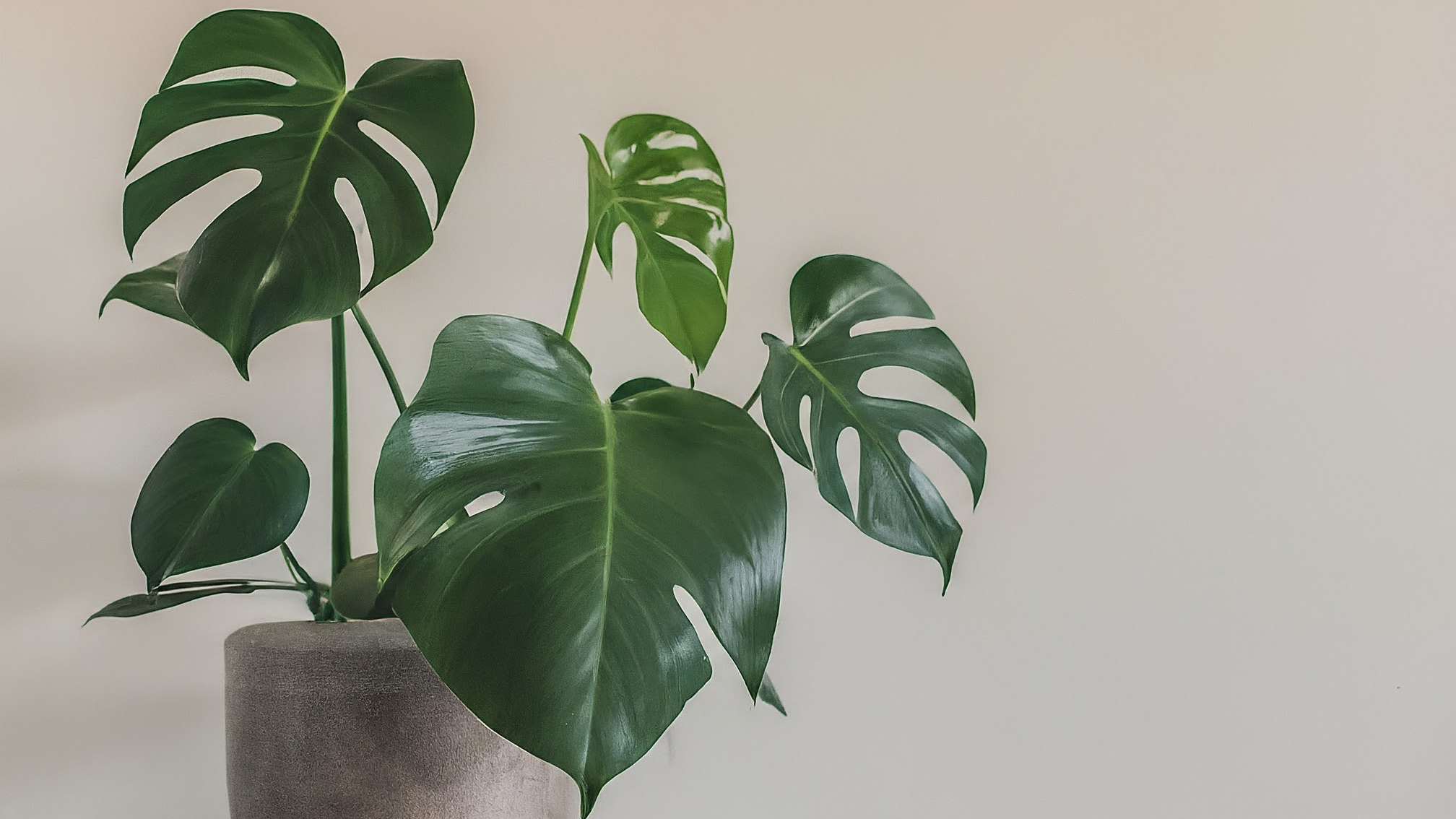 Monstera deliciosa sănătoasă, cu frunze verzi și găuri, într-un ghiveci ceramic elegant, pe un pervaz luminos.