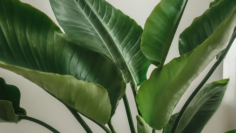 O plantă Strelitzia nicolai într-un ghiveci elegant, cu frunze verzi lucioase, lângă o fereastră într-o cameră luminoasă.
