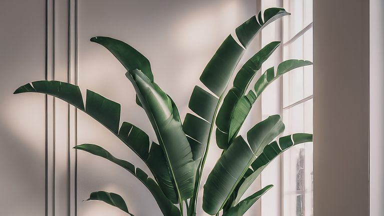 Strelitzia Nicolai luxuriantă într-un ghiveci modern, scăldată în lumină naturală într-o cameră minimalistă.