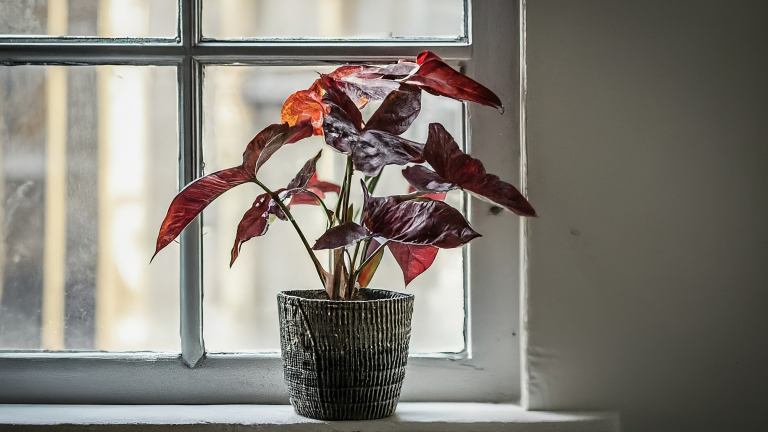 Syngonium 'Red Heart' într-un ghiveci ceramic, cu frunze roșiatice în formă de inimă, pe un pervaz luminos.