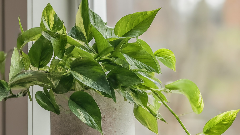 Un pothos viguros cu frunze verzi-galbene într-un ghiveci ceramic modern, așezat pe o fereastră luminoasă.