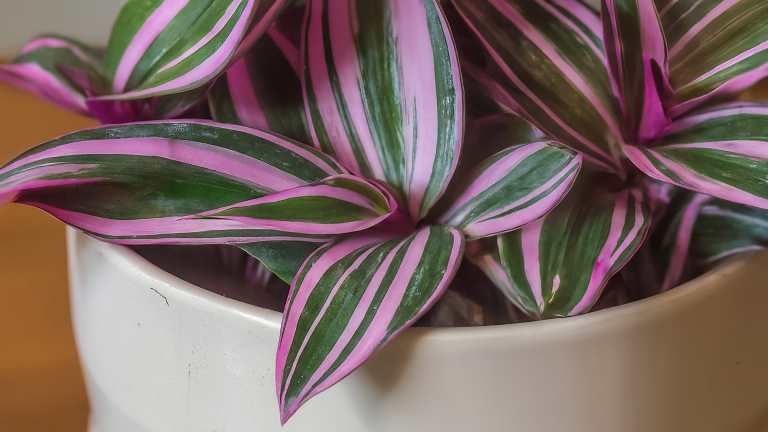 Tradescantia Nanouk luxuriantă, cu frunze viu colorate, într-un ghiveci ceramic elegant, scăldată în lumină blândă.