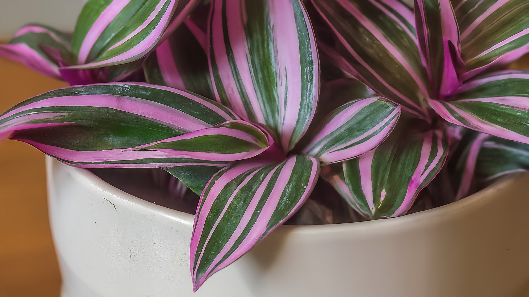 Tradescantia Nanouk luxuriantă, cu frunze viu colorate, într-un ghiveci ceramic elegant, scăldată în lumină blândă.