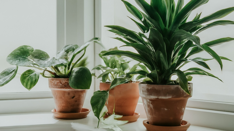 Plante de interior imperfecte în ghivece de teracotă, pe un pervaz luminos, cu imperfecțiuni vizibile.