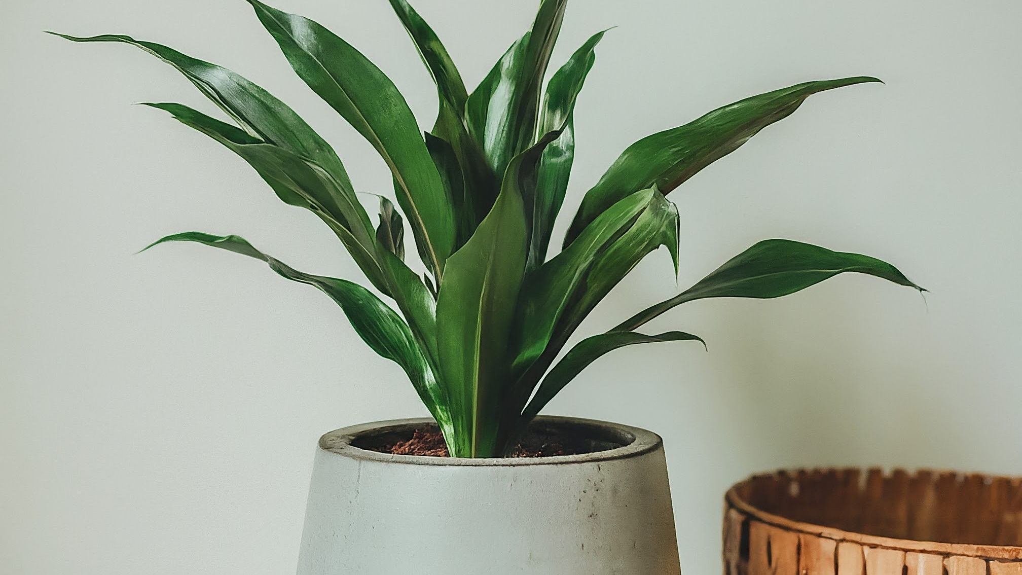 Aspidistra Elatior verde și lucioasă într-un ghiveci ceramic elegant, pe un pervaz luminos.