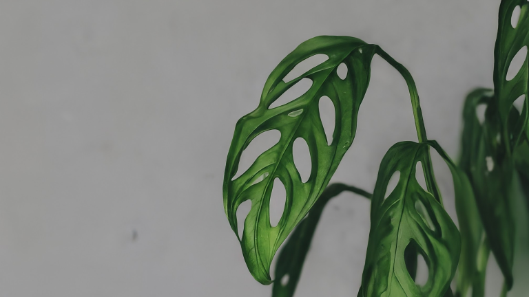 Iată câteva variante de text alternativ, încercând să surprindă esența imaginii și a titlului: * **Monstera Adansonii cu frunze perforate, detaliu apropiat.** * **Frunze delicate de Monstera Adansonii, plantă de apartament populară.** * **Ghid îngrijire Monstera: Imagine cu frunze găurite, caracteristice plantei.** * **Monstera Adansonii: Frumusețe tropicală cu frunze dantelate.** * **Planta elvețiană: Prim-plan cu frunzele unice de Monstera Adansonii.** **De ce aceste opțiuni sunt bune:** * **Concis:** Respectă limita de caractere. * **Descriptiv:** Menționează tipul plantei (Monstera Adansonii), caracteristica principală (frunze perforate/găurite/dantelate) și contextul (plantă de apartament/ghid de îngrijire). * **Relevant:** Corelează cu titlul articolului. * **Accesibil:** Ajută persoanele cu deficiențe de vedere să înțeleagă imaginea. Alege varianta care ți se pare cea mai relevantă pentru imaginea specifică. Dacă imaginea pune accent pe un anumit aspect (ex: dimensiunea frunzelor, textura, lumina), poți ajusta textul să reflecte asta.