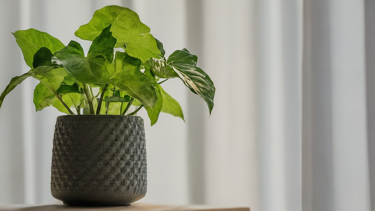 Syngonium Pixie verde și sănătos într-un ghiveci ceramic elegant, pe un pervaz luminos cu fundal minimalist.