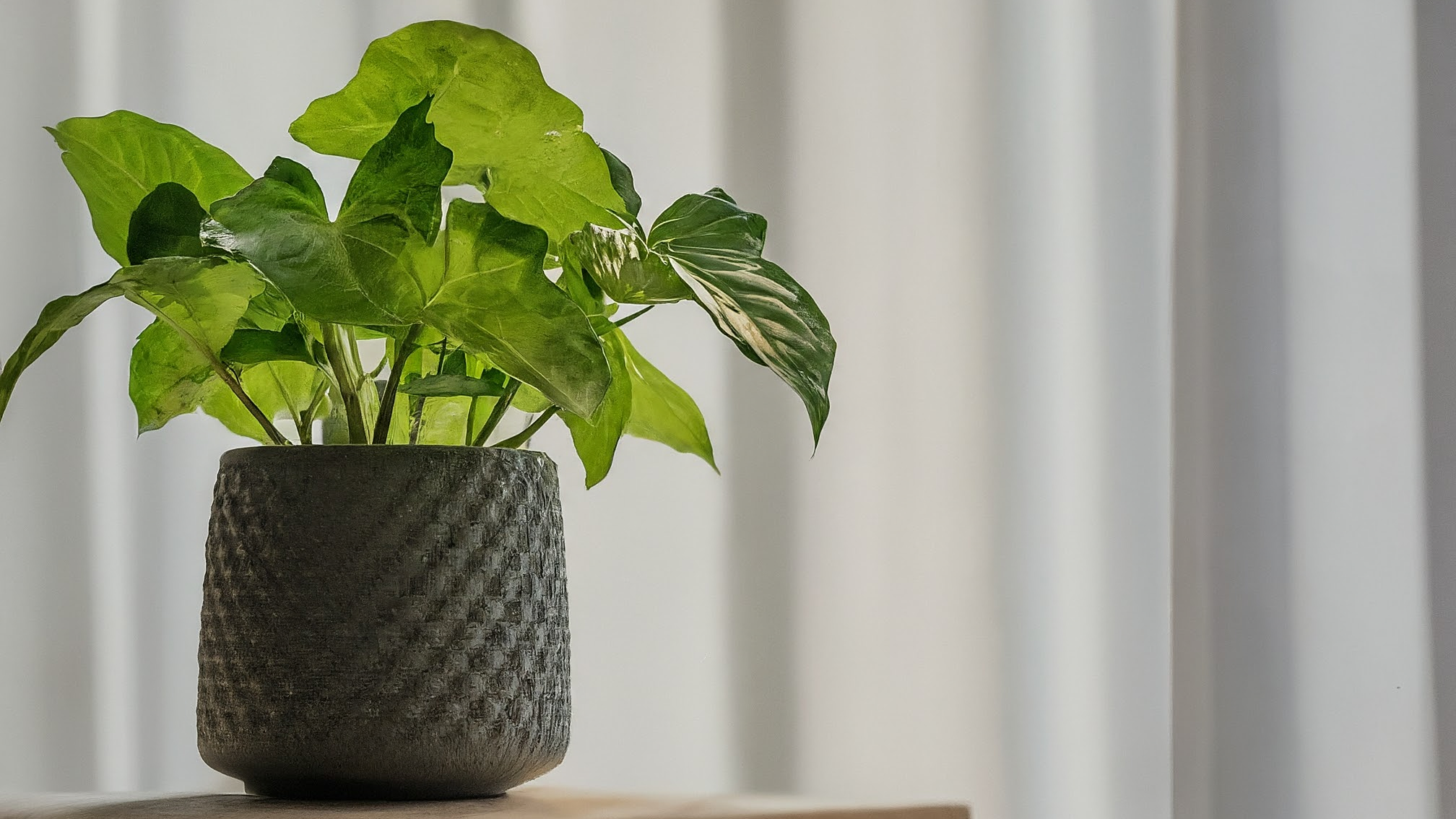 Syngonium Pixie verde și sănătos într-un ghiveci ceramic elegant, pe un pervaz luminos cu fundal minimalist.