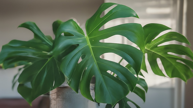 Monstera Deliciosa vibrantă într-un ghiveci ceramic, pe un pervaz luminos, într-un interior modern minimalist.