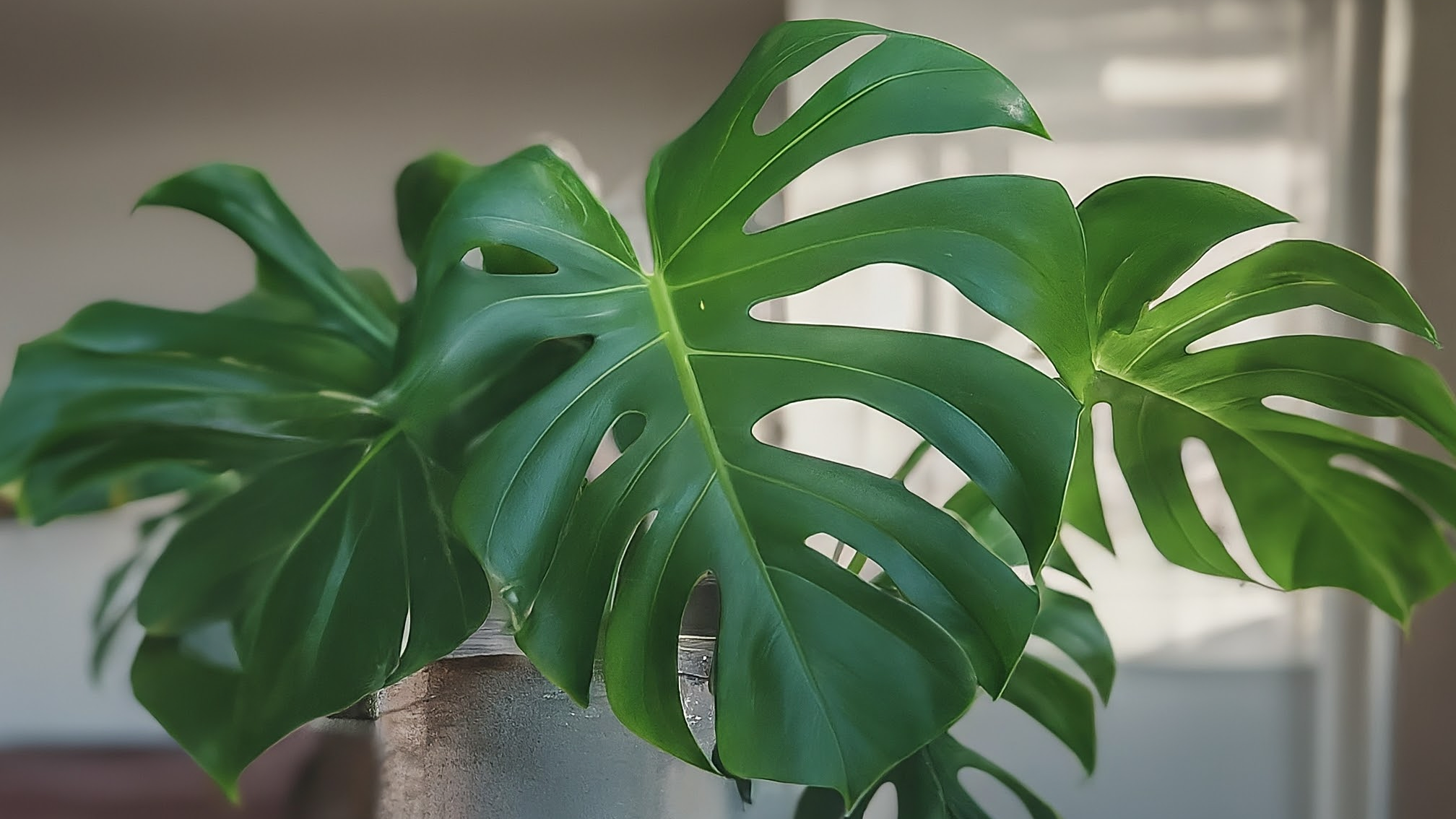 Monstera Deliciosa vibrantă într-un ghiveci ceramic, pe un pervaz luminos, într-un interior modern minimalist.