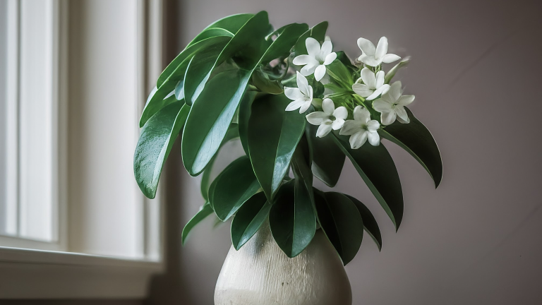 Iasomie de Madagascar într-un ghiveci ceramic elegant, cu flori albe parfumate pe un pervaz luminos.