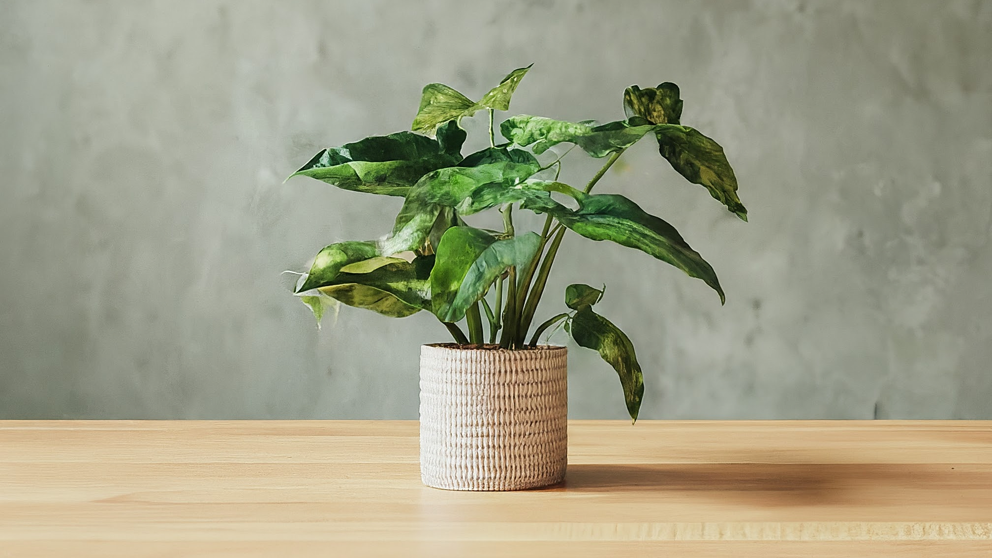 Prim-plan cu un Syngonium 'Mottled Mojito' vibrant, cu frunze pestrițe, într-un ghiveci ceramic elegant, pe fundal interior modern.