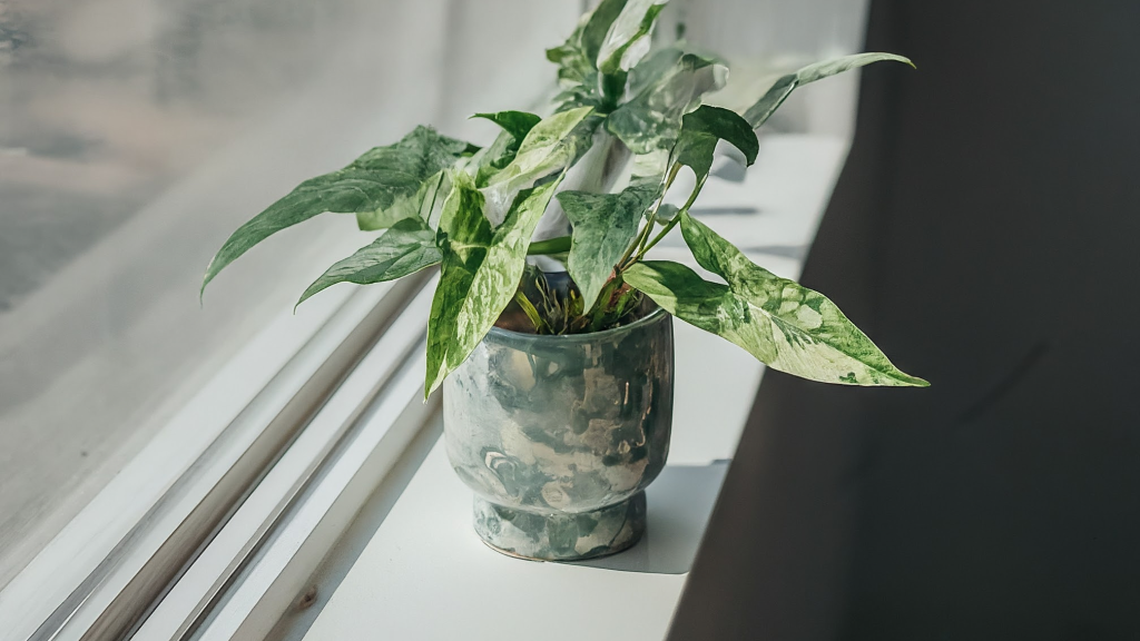 Syngonium Milk Confetti într-un ghiveci ceramic, pe pervazul luminos, cu frunze verzi pătate cu alb.