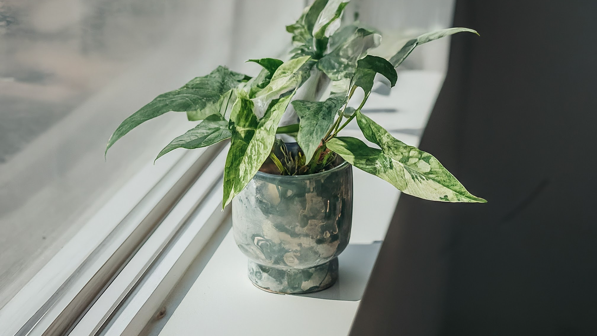Syngonium Milk Confetti într-un ghiveci ceramic, pe pervazul luminos, cu frunze verzi pătate cu alb.