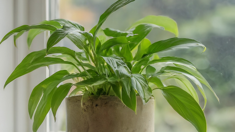 Plantă verde luxuriantă într-un ghiveci ceramic, pe pervazul luminos al unei ferestre, într-un interior minimalist.
