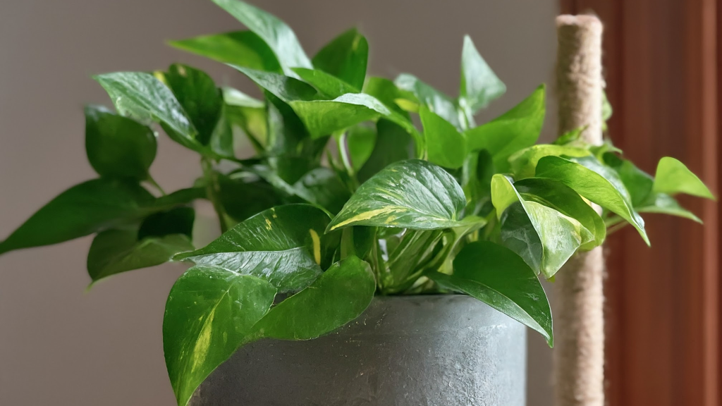 Un Golden Pothos luxuriant, cu frunze verzi smarald și variegatii crem, crește într-un ghiveci ceramic elegant într-o cameră luminoasă.