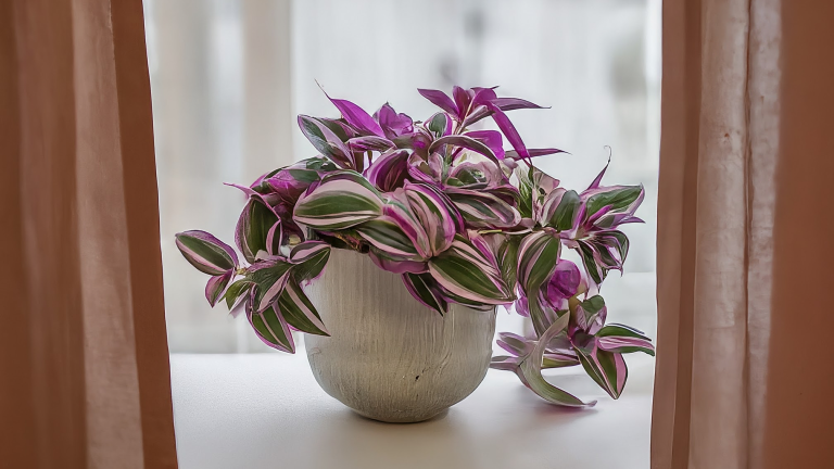 Tradescantia Nanouk vibrantă, cu frunze roz-verde-alb, într-un ghiveci ceramic elegant, pe un pervaz luminos.