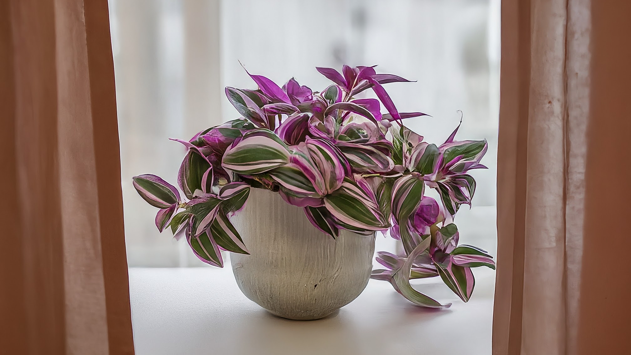 Tradescantia Nanouk vibrantă, cu frunze roz-verde-alb, într-un ghiveci ceramic elegant, pe un pervaz luminos.